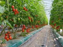 Load image into Gallery viewer, 🍅にきやのTOMATO100％ （トマトジュース）６本ギフトセット （１８０mｌ×6本）🍅
