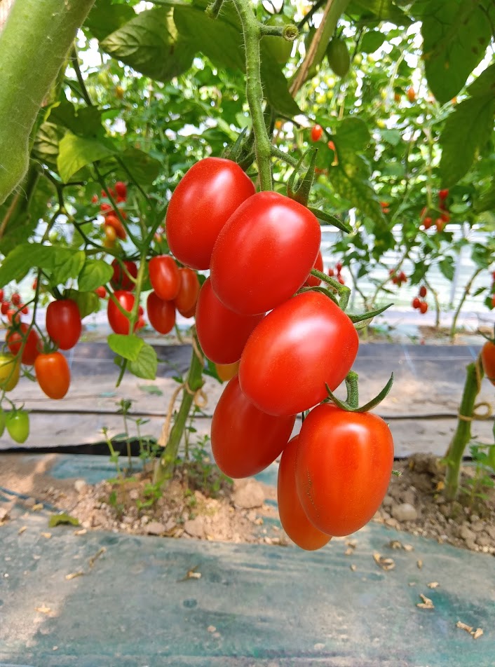 🍅にきやのTOMATO100％ （トマトジュース）6本ギフトセット